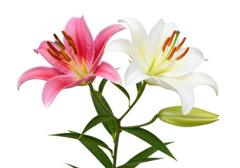 Fototapeta premium Vibrant pink and white lilies with green leaves isolated on transparent background