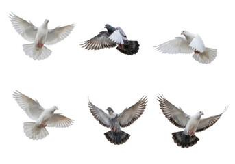 Fototapeta premium Six white doves in different flying positions isolated on transparent background