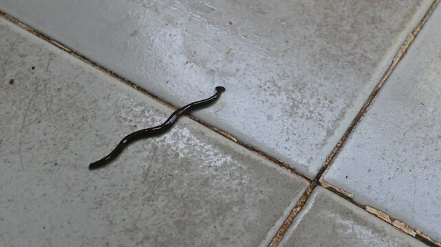 Close up footage of a black flatworm or land planarian crawling slowly across a ceramic tile floor. The slimy worm moves smoothly in a humid indoor environment, showing natural invertebrate behavior a