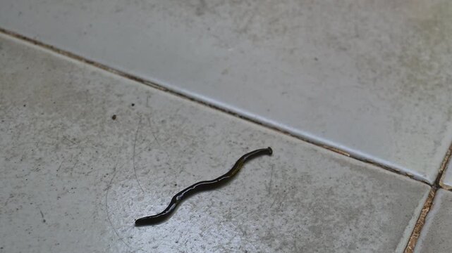 Close up footage of a black flatworm or land planarian crawling slowly across a ceramic tile floor. The slimy worm moves smoothly in a humid indoor environment, showing natural invertebrate behavior a