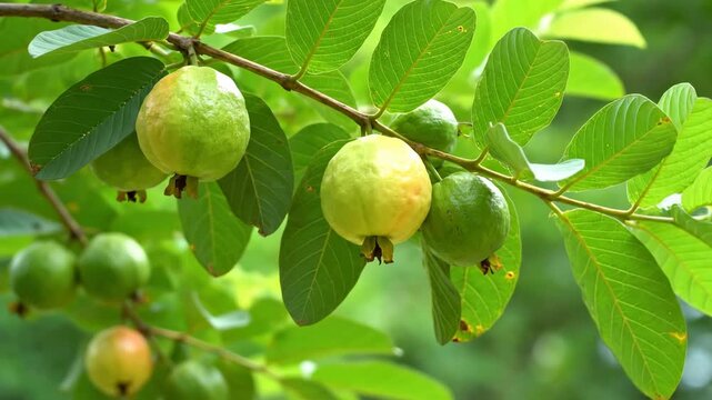 Close-up view of several green and yellow guavas hanging from a leafy branch on a guava tree in a natural outdoor setting.