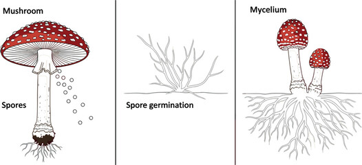 Mushroom Life Cycle Diagram with Spores Germination Mycelium and Fruiting Body Fungi Biology Vector Illustration © MDEsmayil