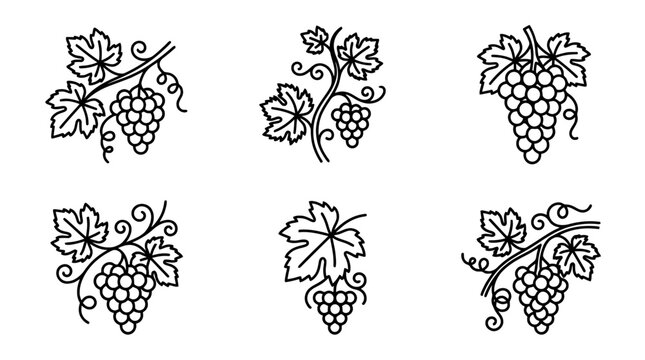 collection of grape vine, minimal thin icon vector set , white background , PNG and SVG isolate