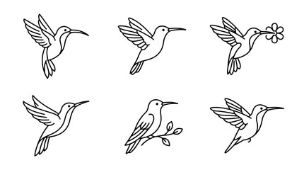 Obraz premium collection of hummingbird, minimal thin icon vector set , white background , PNG and SVG isolate