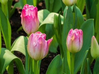 Naklejka premium Pink and white tulips blooming in a garden bed