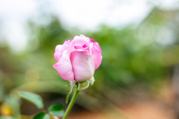 pink rose on a green background