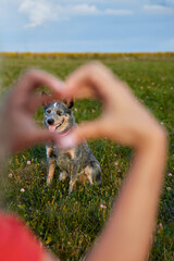 Obraz premium Happy Australian Cattle Dog framed by human hands forming a heart shape, symbolizing love, friendship, and connection in a sunny green meadow. Outdoor pet lifestyle, trust, joy, copy space. 