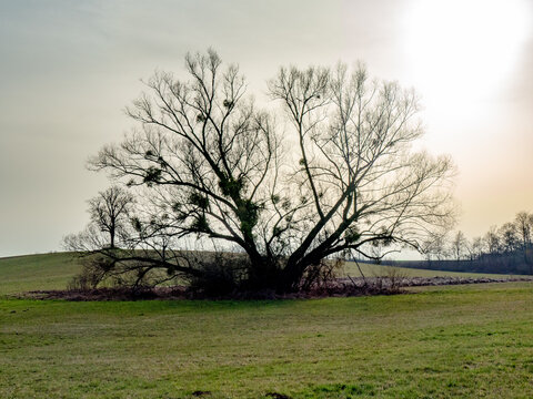 Viele Misteln auf einem Baum im Fr&uuml;hjahr