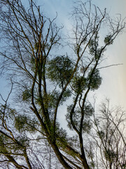 Obraz premium Viele Misteln auf einem Baum im Frühjahr