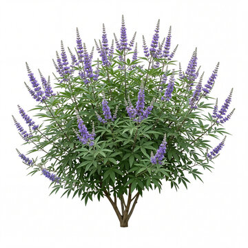 Chaste tree vitex