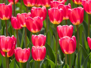 Fototapeta premium Vibrant red tulips blooming in a sunny spring garden