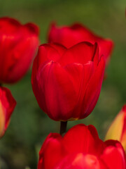Vibrant red tulip flower in full bloom with blurred green background
