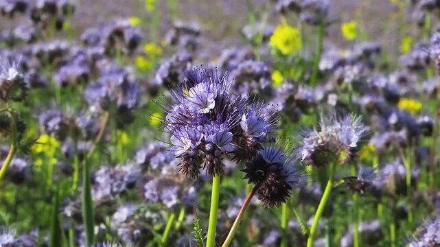 melliferous plant. The pale violet flowers of phacelia tanacetifolia, also known by the common names lacy phacelia, tansy-leaf phacelia, blue tansy, purple tansy