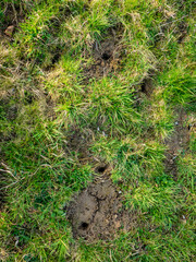 Fototapeta premium Viele Eingängen in einen Wühlmäusebau