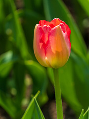 Fototapeta premium Close-up of a vibrant red and yellow tulip bud in a garden