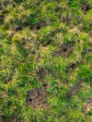 Fototapeta premium Viele Eingängen in einen Wühlmäusebau