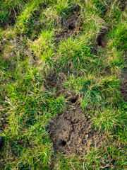 Viele Eing&auml;ngen in einen W&uuml;hlm&auml;usebau