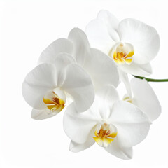 Obraz premium the image shows a cluster of flowers with smooth, delicate white petals. the center of each flower exhibits a touch of yellow color. these flowers are positioned on a thin, light green stem