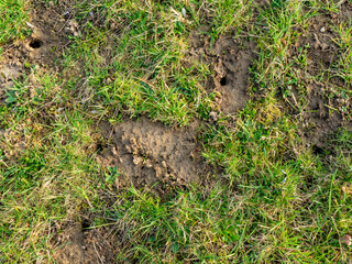 Obraz premium Viele Eingängen in einen Wühlmäusebau