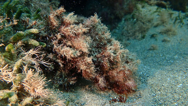 Brown algae Halopteris scoparia undersea, Ligurian Sea, Italy, Imperia