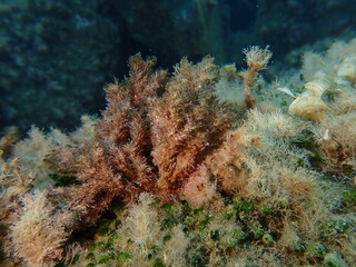 Brown algae Halopteris scoparia undersea, Ligurian Sea, Italy, Imperia © Alexey