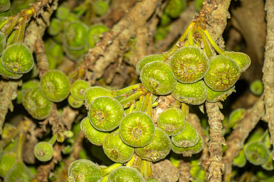 luster Fig or Ficus racemosa, also known as the goolar fig