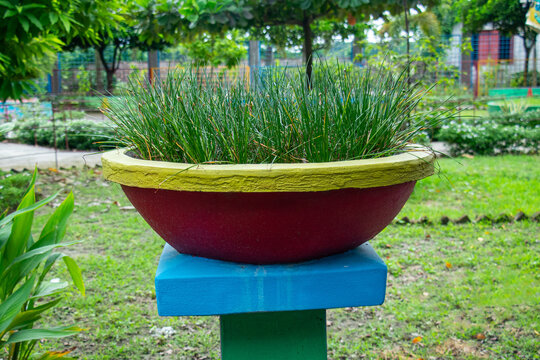 Ornamental grass possibly Juncus or rush lime green blue pedestal