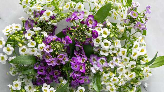 Vibrant alyssum tapestry, delicate floral kaleidoscope, spring renaissance, therapeutic aromatherapy, International Flower Day celebration, ephemeral elegance