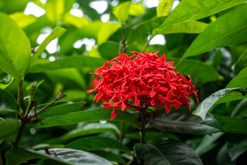 Fototapeta premium Red Ixora coccinea or jungle flame vibrant scarlet red flower