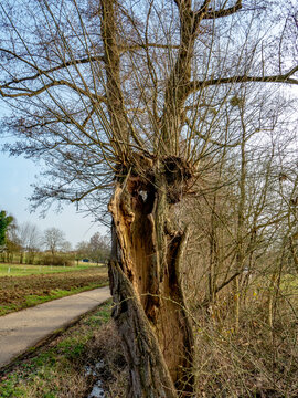Weidenbaum im Fr&uuml;hjahr