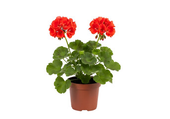 Obraz premium Vibrant Red Geranium Plant in Flower Pot Isolated on Transparent PNG Background