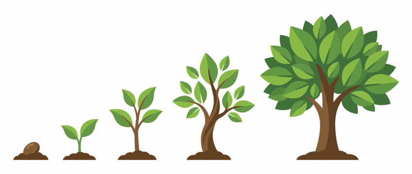 This illustration shows the growth stages of a plant from seed to a fully grown tree, showcasing nature's life cycle and the beauty of development in the natural world.