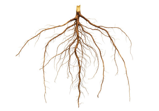 Detailed Tree Root System Isolated on Transparent PNG Background
