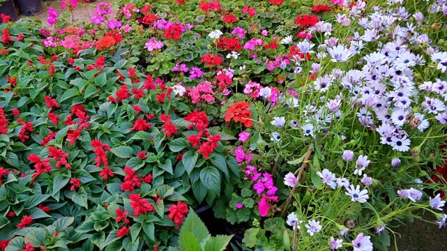 A vibrant display of assorted flowering plants in pots, featuring red, pink, and white blossoms arranged together in a garden market.