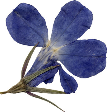 Dried Pressed Blue Lobelia Flower for Scrapbook and Collage Design, Botanical Isolated PNG