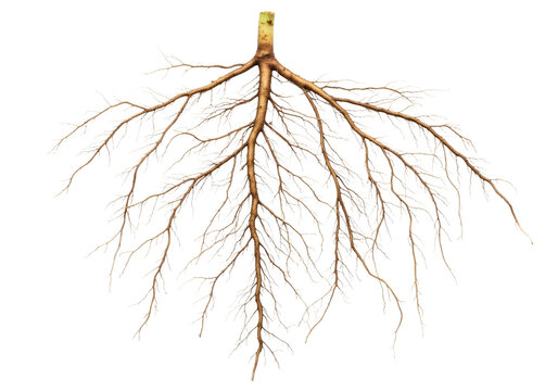Detailed Tree Root System Isolated on Transparent PNG Background
