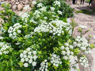 Obraz premium Delicate white Ammi majus flowers blooming in a historic site in Peru.