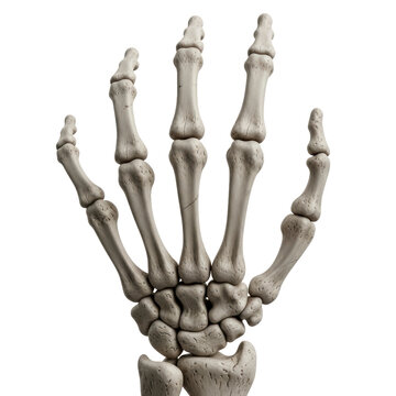 Human hand skeleton anatomy
