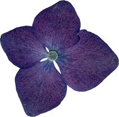 Dried Pressed Dark Purple Hydrangea for Scrapbook and Collage Design, Botanical Isolated PNG