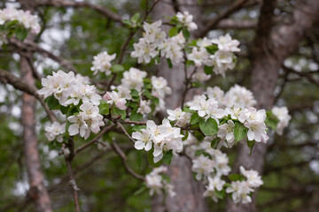 Obraz premium White spring blossoms on tree branches. 