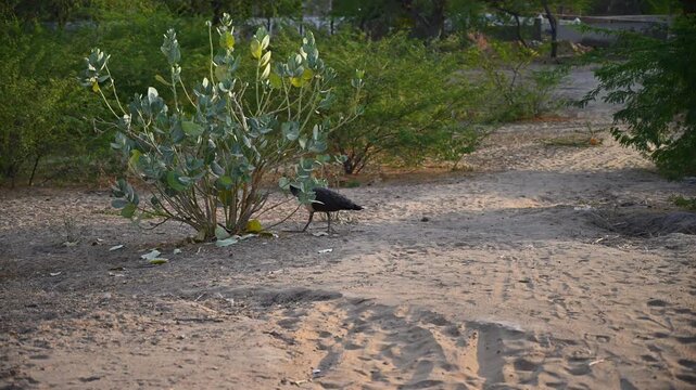 Beautiful peafowl, peahen (Pavo cristatus) waking in the sandy area of Tharparkar, Sindh, Pakistan.