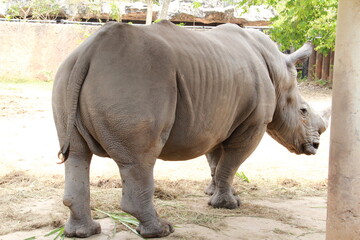 Obraz premium Rhinoceros in a zoo