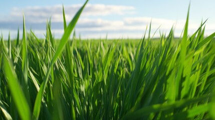 Obraz premium Lush Green Crops Under Clear Sky with Eye-Level Perspective in Harvest Season