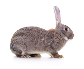 Grey rabbit sitting on a white background. © ANASTASIIA