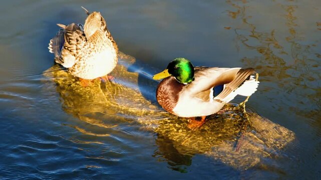 ducks swimming on the water of the Cybina River