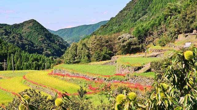 番所の棚田に咲き誇る彼岸花と秋の農村風景
「石積みの棚田を赤く染める彼岸花。黄金に輝く稲穂との鮮やかなコントラストが、日本の秋を象徴します。」
(日本の棚田百選にも選ばれている絶景スポット)
熊本県山鹿市「番所の棚田」
Blooming red spider lilies and autumn rural scenery at Bansho Rice Terraces