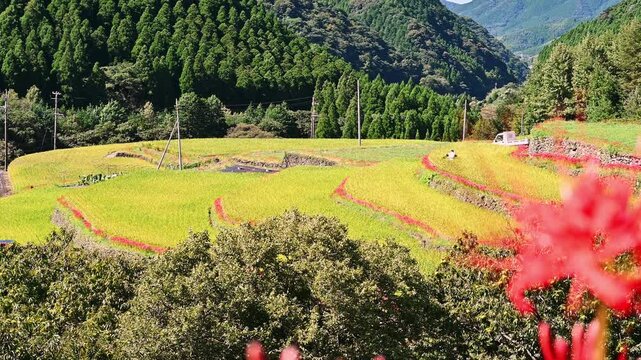 番所の棚田を彩る満開の彼岸花と黄金色の稲穂
「日本の秋を象徴する赤い花と黄金の田んぼ。カレンダーや観光広告に最適な、色彩豊かな日本の四季の風景です。」
(日本の棚田百選にも選ばれている絶景スポット)
熊本県山鹿市「番所の棚田」
Blooming red spider lilies and golden rice stalks adorn the Bansho Rice Terraces.