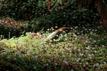 Obraz premium バイカオウレンの群生