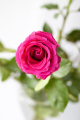 Obraz premium A blooming pink rose with soft petals on a white background. Beauty and timeless romantic symbolism.