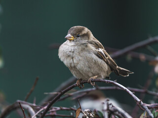 Wróbel zwyczajny (Passer domesticus) siedzący na gałęzi. Zbliżenie puszystego ptaka w naturalnym otoczeniu, idealne do projektów przyrodniczych. © Henryk Niestrój